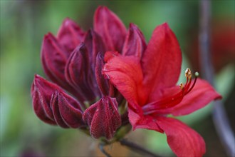 Rhododendron (azalea) flowers of various colors in the spring garden. Closeup. Blurred background