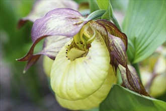 Beautiful orchids of different colors on green background in the garden. Lady's-slipper hybrids.