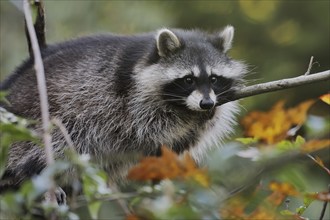 Raccoon (Procyon lotor) in a tree in autumn, Hesse, Germany, Europe