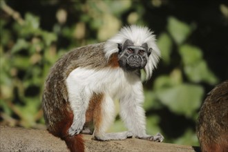 Cotton-top tamarin (Saguinus oedipus), captive, occurrence in Colombia