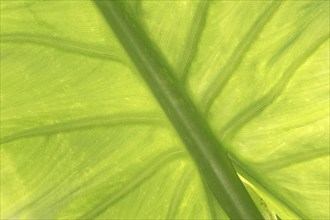 Aquatic giant arum (Typhonodorum lindleyanum), leaf detail, native to Madagascar