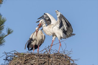 Pair of white stork (ciconia ciconia) building their nest in spring. Bas Rhin, Alsace, France,