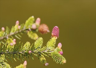 European spruce (Picea abies), inflorescence, spruce cone, North Rhine-Westphalia, Germany, Europe