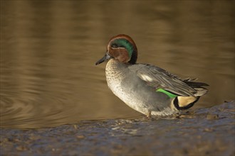 Common teal (Anas crecca) adult male duck standing on the edge of a lake, Norfolk, England, United