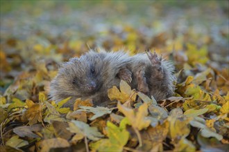 European hedgehog (Erinaceus europaeus) adult animal resting on fallen autumn leaves, England,