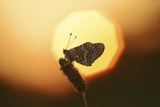 Plantain Fritillary (Melitaea cinxia) at sunrise, Provence, Southern France