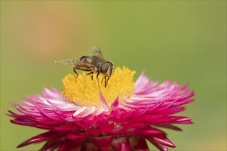 Bee mimic (Volucella bombylans) hoverfly feeding on a Straw plant flower, Suffolk, England, United