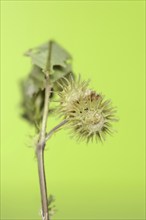 Rough snail clover (Medicago polymorpha), Provence, southern France