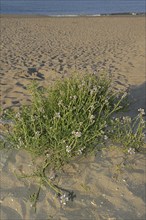 European searocket (Cakile maritima) on the beach, Camargue, Provence, southern France