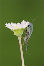 Camel-necked fly (Raphidia mediterranea), female on the flower of the common daisy (Bellis