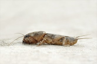 European mole cricket (Gryllotalpa gryllotalpa), Camargue, Provence, southern France