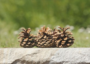 Three cones on a wall, North Rhine-Westphalia, Germany, Europe