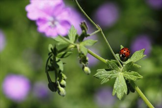 Asian lady beetle (Harmonia axyridis), multicoloured or harlequin ladybird on cranesbill