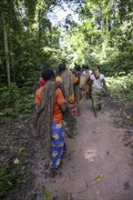 Pygmies of the Baka or BaAka people with their hunting nets on their way to the hunt, Dzanga-Sangha