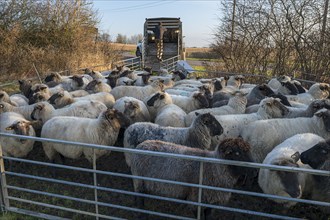 Black-headed domestic sheep (Ovis gmelini aries) in the pen for loading, Mecklenburg-Vorpommern,