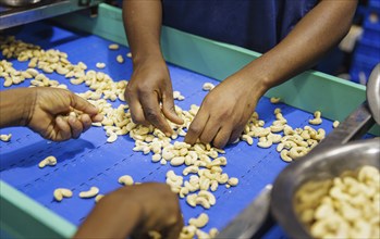 KAJU, cashew factory. Sorting and selecting cashew nuts in a factory near Cotonou in Benin,