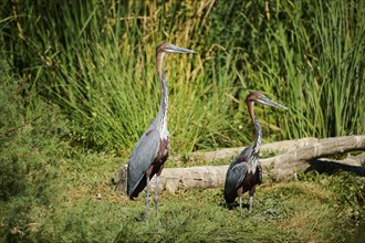 Goliath Heron (Ardea goliath), standing, captive, distribution Africa