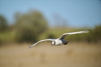 Black-headed gull (Chroicocephalus ridibundus) flying over the ground, Camargue, France, Europe