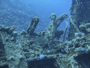 Wreck of the Carnatic, Red Sea, Egypt, Africa