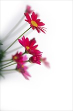 Bouquet of red flowers with bright colours on a white background