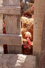 Teotitlan del Valle, Oaxaca, Mexico, Rural women in the Tlacolula Valley of Oaxaca benefit from a