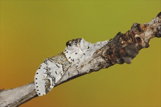 Sallow kitten moth (Furcula furcula), North Rhine-Westphalia, Germany, Europe