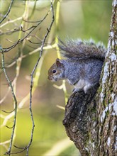 Grey Squirrel, Sciurus carolinensis in a forest at winter