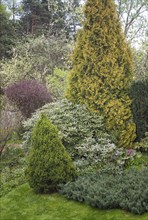 Coniferous trees in the garden: spruce, arborvitae, pine, fir, juniper. Beautiful landscape design