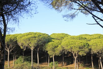 Stone pine trees, Pinus pinea, Parque Natural de Acantilado, Parque Natural de La Brena, Barbate,