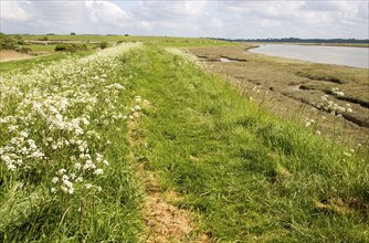 Pathway along flood defence sea wall bank, Butley Creek river, Suffolk, England, UK