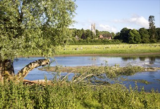 Sheep grazing in pasture by River Kennet, West Overton, Wiltshire, England, UK