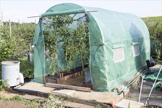 Tomato plants growing in plastic greenhouse tent, Shottisham, Suffolk, England, UK