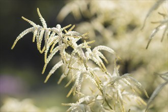 Astilbe blooming in the garden in summer