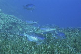 Group of common dentex (Dentex dentex) over seagrass in the Mediterranean Sea near Hyères. Dive