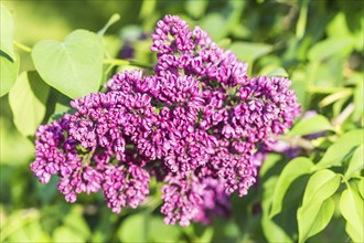 Blooming lilac in the botanical garden in spring