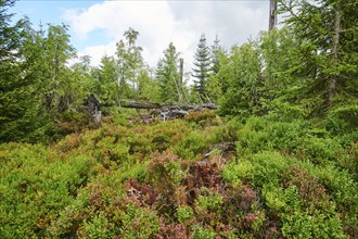 Vegetation with Norway spruce (Picea abies) and colored European blueberry (Vaccinium myrtillus) on