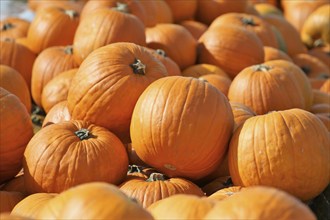 Pumpkins, pumpkin patch