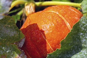 Close-up of a home-grown pumpkin in the garden