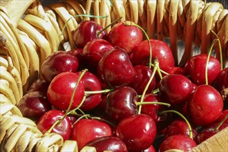 Close-up of delicious sweet cherries