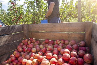 Apple harvest in Meckenheim/Pfalz. Harvest workers from Bleichhof in Meckenheim harvesting Weirouge