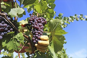 Grape grape harvest: Hand-picking of Pinot Gris grapes in the Palatinate (Norbert Groß winery,