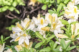 Blooming rhododendron in the botanical garden in spring