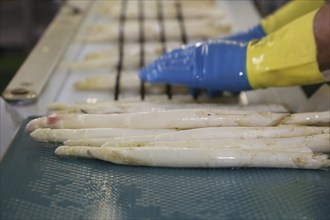 Agriculture asparagus washing and sorting with washing machine and sorting machine on a farm in