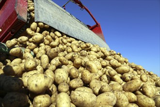 Agriculture potato harvesting with harvester (Mutterstadt, Rhineland-Palatinate)