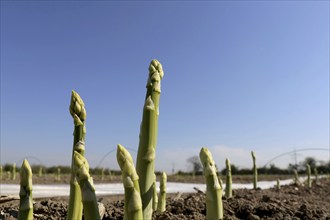 Green asparagus in the field against a blue sky