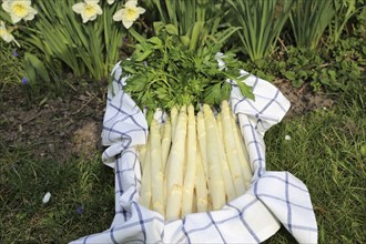 White asparagus decorated in a wooden crate