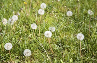 Dandelion plants, Taraxacum officinale, in flower and with seed heads growing in grass meadow,