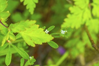 Burdock (Galium aparine), close-up, nature photograph, landscape format, plant, Neustadt am