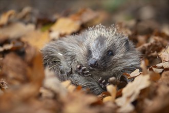 European hedgehog (Erinaceus europaeus) adult animal resting amongst fallen autumn leaves, Suffolk,