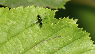 Tiny black fly (Sepsidae, Sepsis spec.) on a green leaf of a european hornbeam (Carpinus betulus),